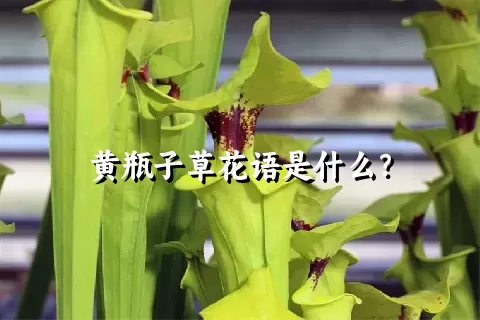 黄瓶子草花语是什么？