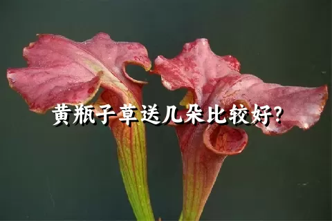 黄瓶子草送几朵比较好？