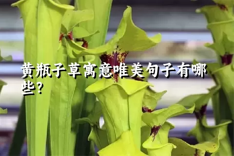 黄瓶子草寓意唯美句子有哪些？