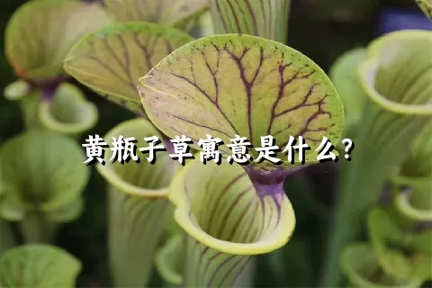 黄瓶子草寓意是什么？