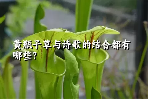 黄瓶子草与诗歌的结合都有哪些？