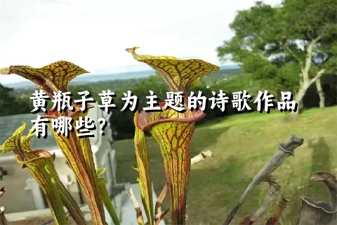 黄瓶子草为主题的诗歌作品有哪些？