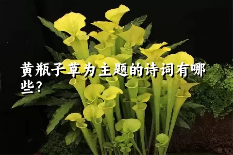 黄瓶子草为主题的诗词有哪些？