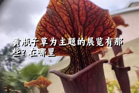 黄瓶子草为主题的展览有那些？在哪里