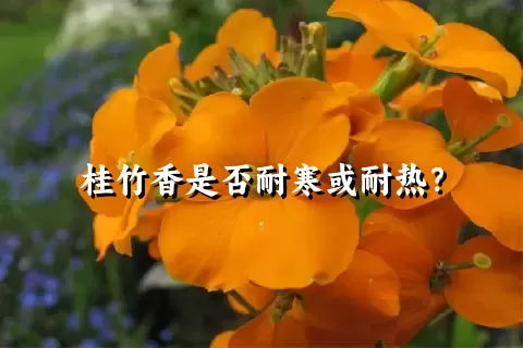 桂竹香是否耐寒或耐热？