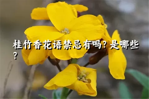桂竹香花语禁忌有吗？是哪些？
