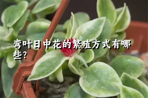 弯叶日中花的繁殖方式有哪些？