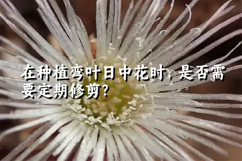 在种植弯叶日中花时，是否需要定期修剪？