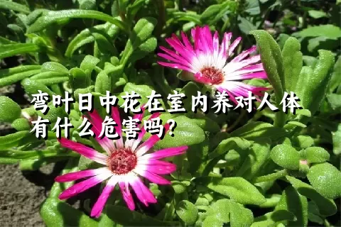 弯叶日中花在室内养对人体有什么危害吗？