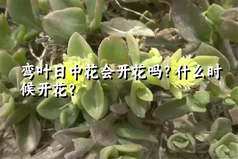 弯叶日中花会开花吗？什么时候开花？