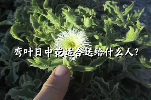 弯叶日中花适合送给什么人？