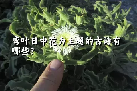 弯叶日中花为主题的古诗有哪些？