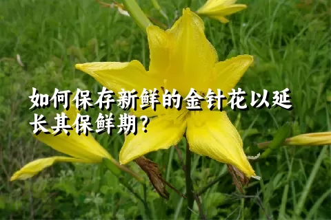如何保存新鲜的金针花以延长其保鲜期？