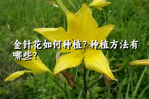 金针花如何种植？种植方法有哪些？