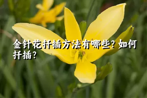 金针花扦插方法有哪些？如何扦插？