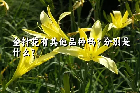 金针花有其他品种吗？分别是什么？
