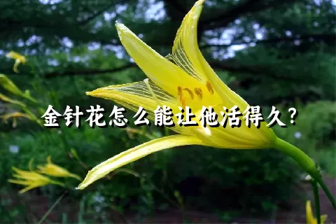 金针花怎么能让他活得久？