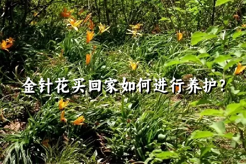 金针花买回家如何进行养护？