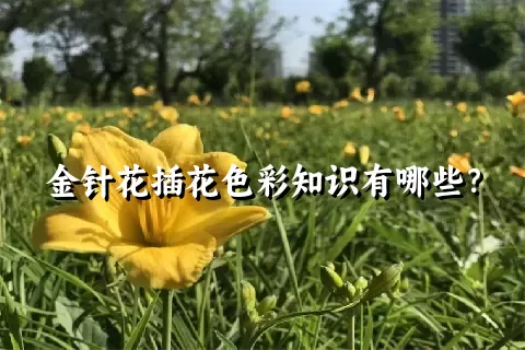 金针花插花色彩知识有哪些？