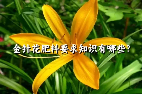 金针花肥料要求知识有哪些？