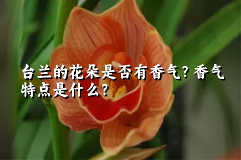 台兰的花朵是否有香气？香气特点是什么？