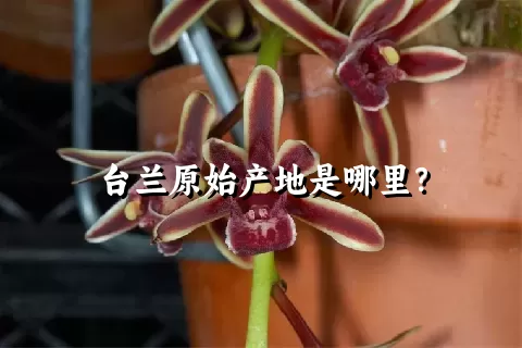 台兰原始产地是哪里？