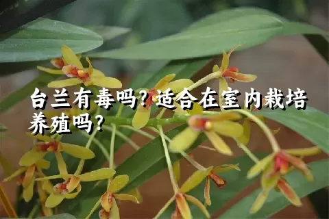 台兰有毒吗？适合在室内栽培养殖吗？