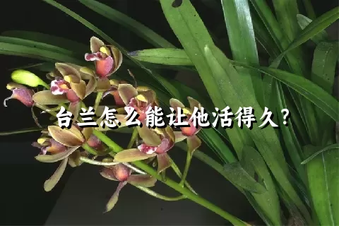 台兰怎么能让他活得久？