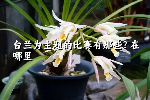 台兰为主题的比赛有那些？在哪里