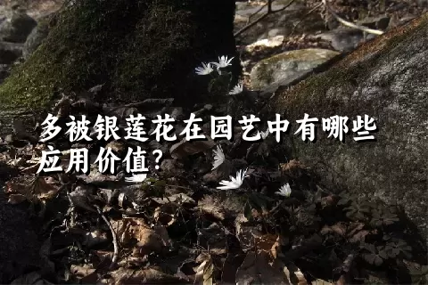 多被银莲花在园艺中有哪些应用价值？