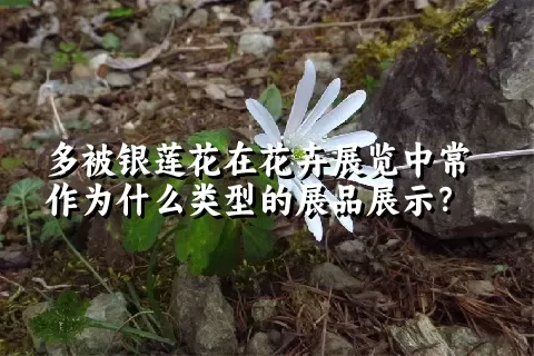 多被银莲花在花卉展览中常作为什么类型的展品展示？