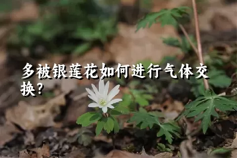 多被银莲花如何进行气体交换？