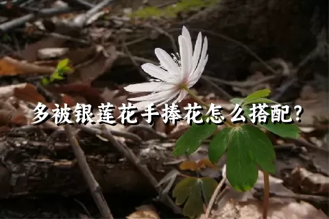 多被银莲花手捧花怎么搭配？