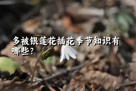 多被银莲花插花季节知识有哪些？