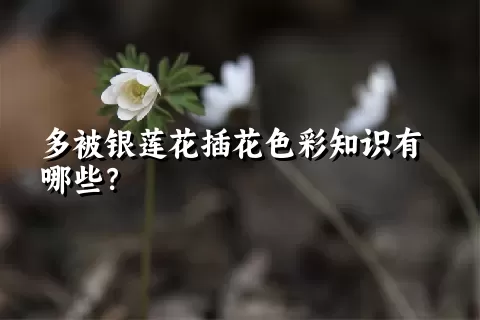 多被银莲花插花色彩知识有哪些？