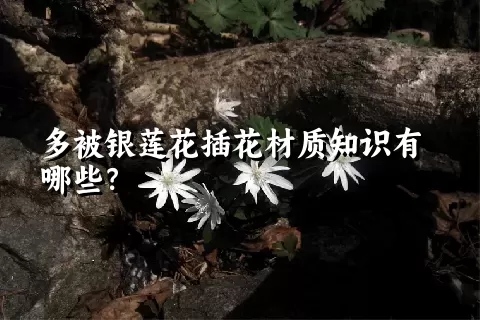 多被银莲花插花材质知识有哪些？
