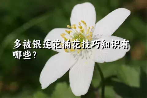 多被银莲花插花技巧知识有哪些？