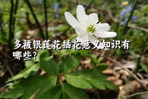 多被银莲花插花意义知识有哪些？