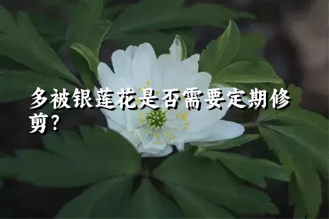 多被银莲花是否需要定期修剪？