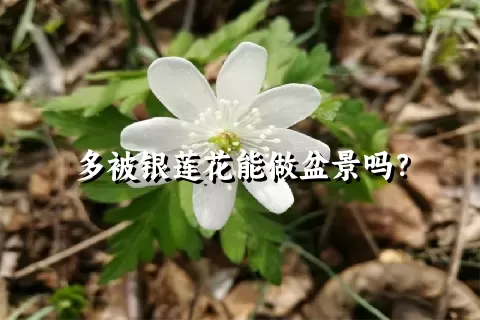 多被银莲花能做盆景吗？