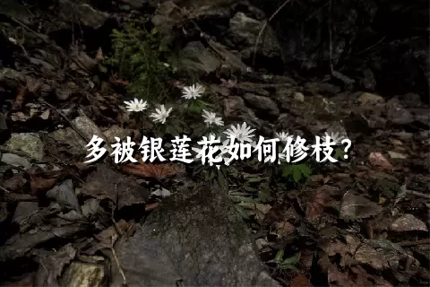 多被银莲花如何修枝？
