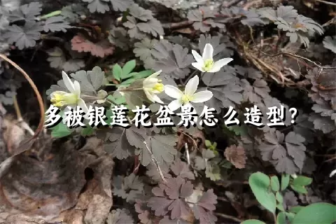 多被银莲花盆景怎么造型？