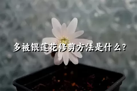 多被银莲花修剪方法是什么？