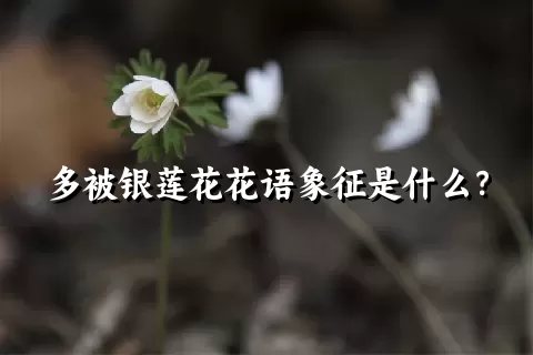 多被银莲花花语象征是什么？