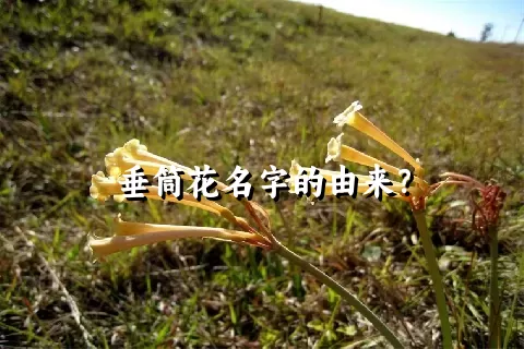 垂筒花名字的由来？