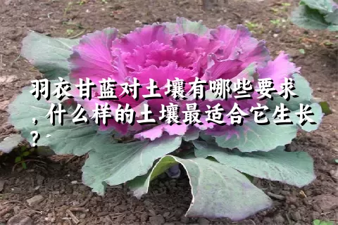 羽衣甘蓝对土壤有哪些要求，什么样的土壤最适合它生长？