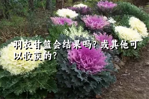 羽衣甘篮会结果吗？或其他可以收获的？