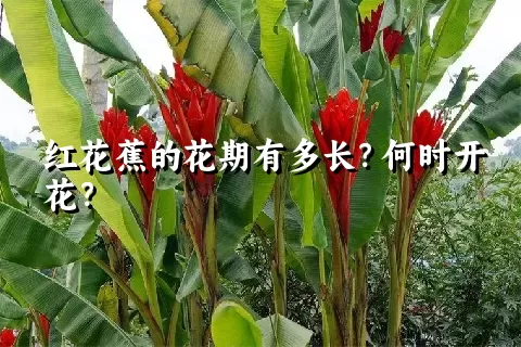 红花蕉的花期有多长？何时开花？