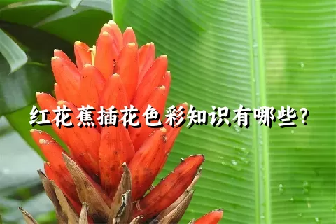 红花蕉插花色彩知识有哪些？