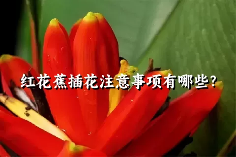 红花蕉插花注意事项有哪些？